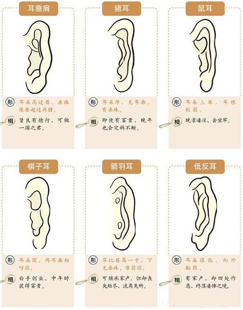 耳形|16种耳相图解